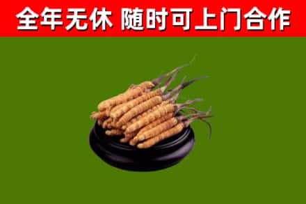 白沙回收散虫草